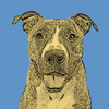 Get a Pop Art Portrait Made of Your Pet - Digital Image, 10"x10" print, or both!