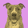 Get a Pop Art Portrait Made of Your Pet - Digital Image, 10"x10" print, or both!