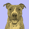 Get a Pop Art Portrait Made of Your Pet - Digital Image, 10"x10" print, or both!