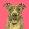 Get a Pop Art Portrait Made of Your Pet - Digital Image, 10"x10" print, or both!