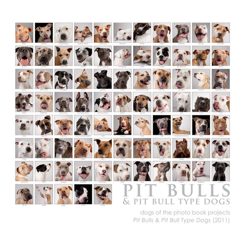 Pit Bull Collage Print - 8"x8" (color)