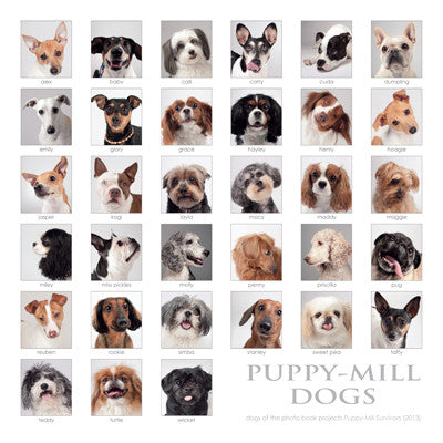 Puppy-Mill Dogs Collage Print - 8"x8" (color)